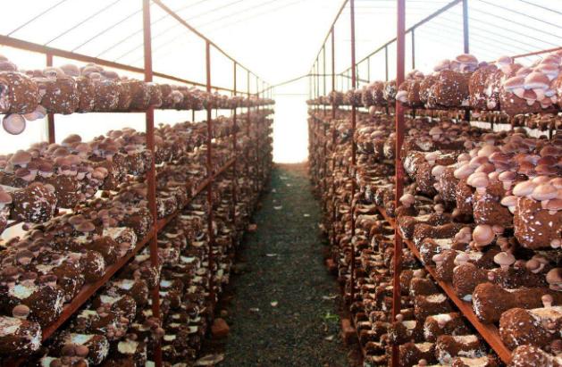 蒸汽發生器可讓食用菌栽培事半功倍!